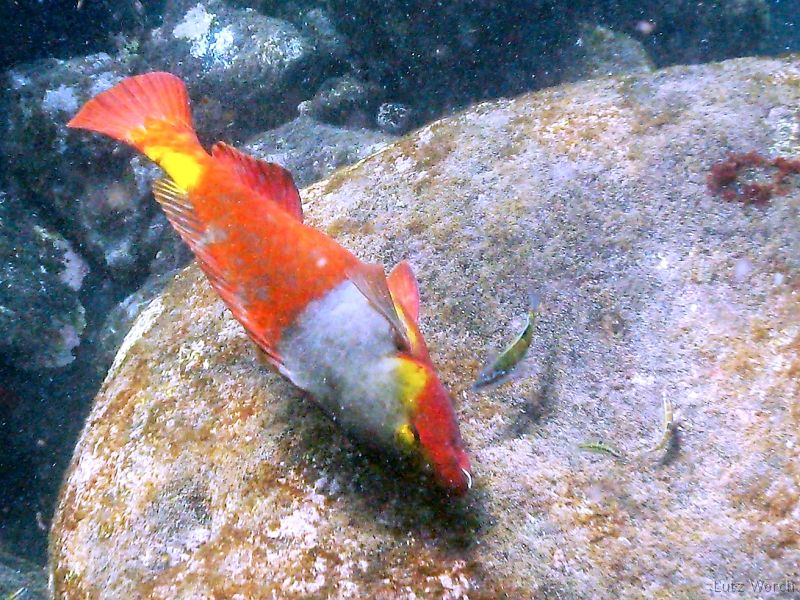 IMG_1312 Papageienfisch. <B>Reibt seinen Körper oft an Felsen. Neben ihm, wie häufig, die giftgrünen Begleiter (Meerpfau?).