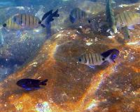 IMG_1389 Der dunkle Fisch mit den leuchtenden Streifen ist mgl.weise der Neon-Riffbarsch? Größe -15cm.